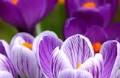 Maria Belen Ramirez De Garcia Obituary (2025) - Springfield, OR - Major Family Funeral Home - Springfield