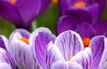 Maria Belen De Garcia Obituary (2025) - Springfield, OR - Major Family Funeral Home - Springfield