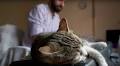 Meet the piano teacher who plays the piano for his 19 rescue cats