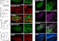 KRAP tethers IP3 receptors to actin and licenses them to evoke cytosolic Ca2+ signals | Nature Communications