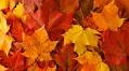 5 Ways to Preserve Colorful Hudson Valley Leaves for Fall