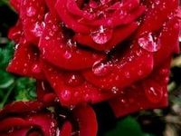 Discover 33 Rose and Rose Belle Ideas | beautiful red roses, red ...
