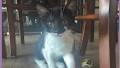 Pet of the Week: Jinxie (Catty Shack)