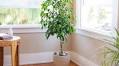Weeping Fig or Ficus: A Tropical Tree That Makes a Great Houseplant