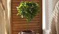 Ficus Tree Care Guide