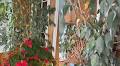 Garden Talk: Tips for caring for classic houseplant Benjamina ficus