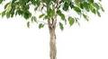 Another Try: Ficus benjamina vs. Mealybugs! | HOrT COCO-UC Master Gardener Program of Contra Costa