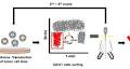 Cell cycle‐based antibody selection for suppressing cancer cell growth