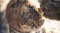 Fossil Rim’s Naia Becomes Oldest Known Black-Footed Cat on Record