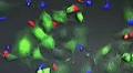 Wilmot Researchers Discover How to Steer Army of Immune Cells toward Cancer