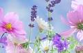 Obituary for Carlotta A. Opperman
