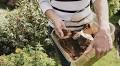 Gardeners urged to put oats and coffee in gardens this August