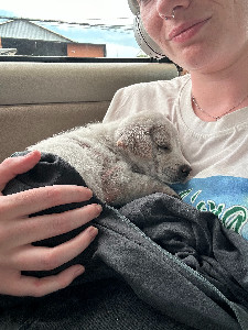 Fundraiser by Alexandra Lessing : HELP BRING WILLOW HOME
