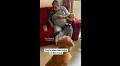 Dog patiently waits as dadi fixes its favourite toy. Watch heartwarming video | Trending