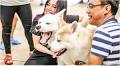 Bangkok Has A Dog Cafe With 23 Huskies – Entry Includes Drink And Ice Cream Cake!
