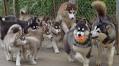 Bangkok’s Husky Cafe – A Must-See for Dog Lovers