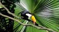 It’s time to pay the true value of tropical forest conservation (commentary)
