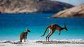 Lucky Bay named ‘world’s best beach’