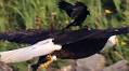 Why is this blackbird hitching a ride on the back of a bald eagle? | Animal Behaviour
