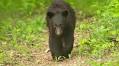 MDC virtual program reveals the scoop on black bears in Missouri Sept. 5