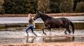 ‘Show him he has a choice’: liberty trainer shares her tips for how to connect with a horse, and indicate you’re listening