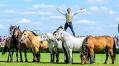 Ben Atkinson on why understanding a horse’s body language is key to good training