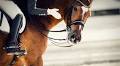 The FEI’s New Dressage Working Group Puts the Sport Under a Microscope—But Will It Ask the Right Questions?