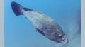 Study reveals decline in predatory fish catch at Arraial do Cabo, Brazil