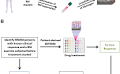 A pilot study of 3D tissue-engineered bone marrow culture as a tool to predict patient response to therapy in multiple myeloma