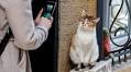 Cat Photography Q&A With Andrew Marttila