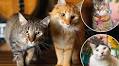Meet NYC’s hardest working felines, living in bookstores, antique shops and even an iconic hotel