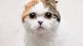 Feline Good: Emotional Cats