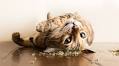 Photographer Captures the Blissed-Out Expressions of Cats High on Catnip