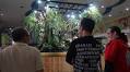 Depok Town Square Hadirkan Taman Kalimantan di dalam Mall, Denny Cagur: Paludarium Terbesar di Depok - Pojok Satu