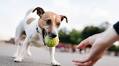 ‘Ball junkie’: some dogs show signs of addiction, study finds