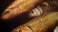 I Speak for the Fish: Hornyhead chubs are cooler than their name implies