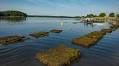 Harvest to Half-shell: Oyster Farming in NH