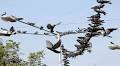 Shinde's Sena has well and truly set the cat among pigeons