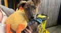 Dublin woman who rescued terrified dog near M50 launches DSPCA fundraiser