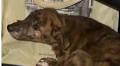 Dublin woman who rescued dog from near M50 raises hundreds for DSCPA