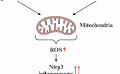 Complosome as a new intracellular regulatory network in both normal and malignant hematopoiesis