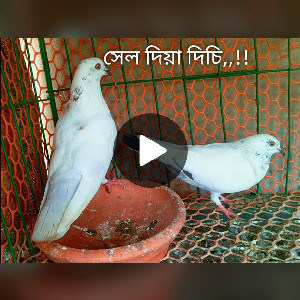 #foryou #tiktokpakistan #foryou #tiktokpakistan #foryou ...