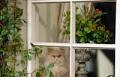Show me your cat: why pets are community heroes