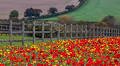 Poppies blooming in November? Why our seasons are falling apart