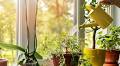 Houseplants will never dry out if you use 1 common kitchen item to water them
