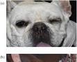 Canine Herpesvirus‐1 Ocular Infection in Japan: A Case Report - Usami - Veterinary Ophthalmology