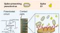 Rapid electrochemical immunodetection of SARS-CoV-2 using a pseudo-typed vesicular stomatitis virus model