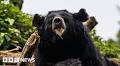Man killed in suspected bear attack in central Japan