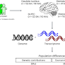 Analysis of gene expression in the postmortem brain of neurotypical Black Americans reveals contributions of genetic ancestry