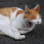 The Bigger Your Brain, the Longer Your Yawn